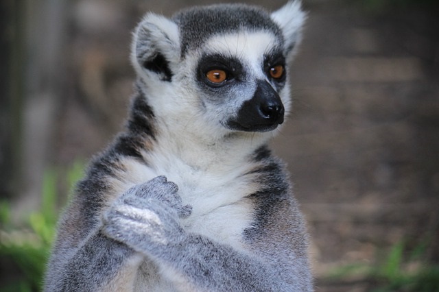 Lemur Ben in Intuition